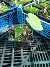 Colocasia Pink China