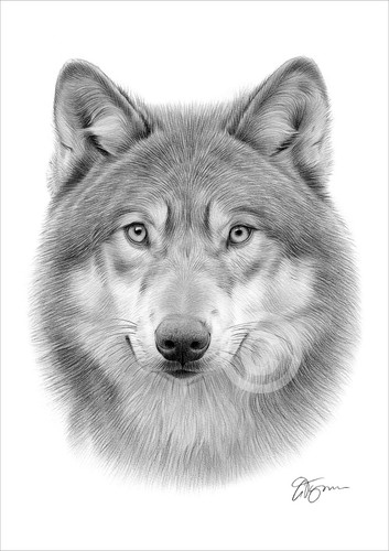 Grey wolf pencil drawing - wolf,