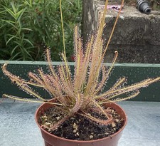 Drosera x hybrida (filiformis x intermedia)  -  Hardy Sundew - Carnivorous Plant
