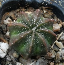 Astrophytum hybrida 