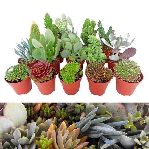 Mixed mini indoor - mixed,