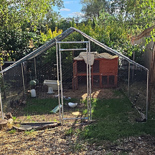 Chicken run wire - chicken,