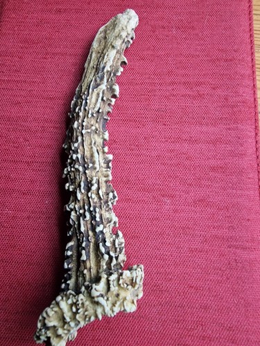 Roe antler dog - roe, antler/dog