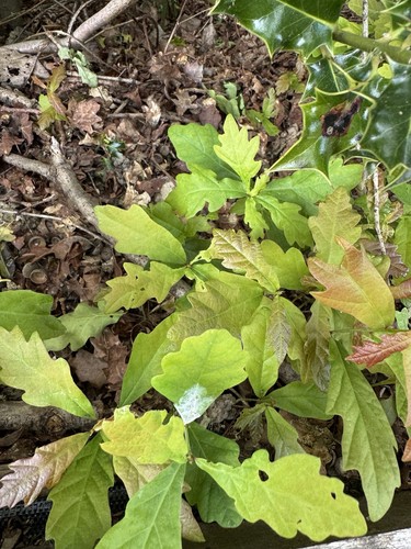 English oak tree saplings - 10,