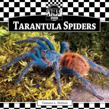 Tarantula Spiders