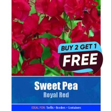 Sweet Pea Royal Red Seeds - 10