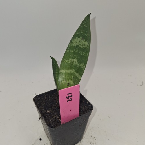 Snake plant sansevieria - snake,