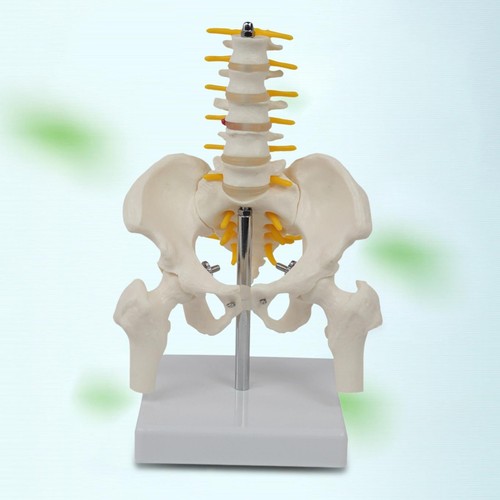 Pvc human pelvis skeleton - human,