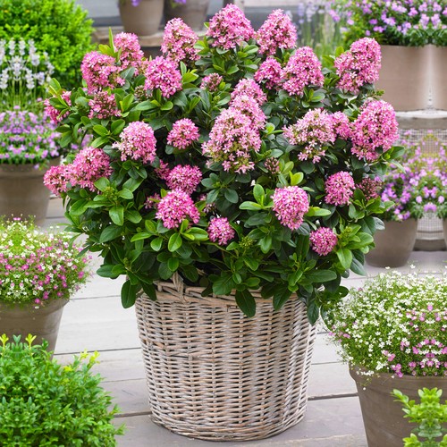 Escallonia laevis pink - laevis, elle'