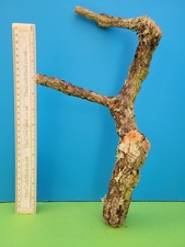 Cork bark branch - cork,