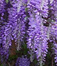 Wisteria sinensis glicinia - glicinia, 4