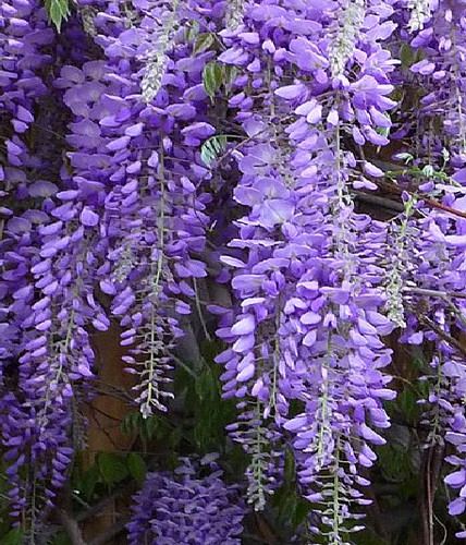 Wisteria sinensis glicinia - wisteria, 4