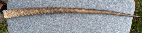 African oryx horn - african,