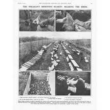 Rearing Pheasants for the