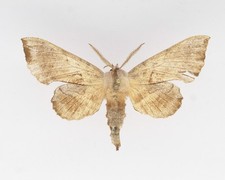 Sphingidae - Amorpha juglandis