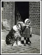 OLD ENGLISH SHEEPDOG AND