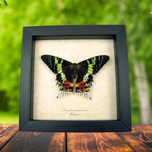 Real sunset moth urania - sunset,