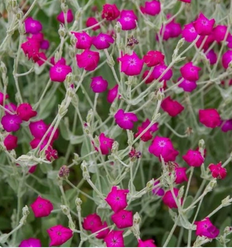 Lychnis coronaria rose campion - lychnis,