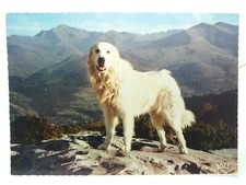 Lourdes Beot Pyrenean Mountain Dog Vintage French Postcard 