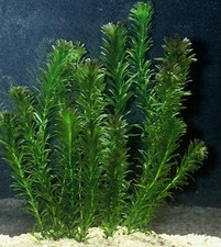 Elodea Densa 5-500 Oxygenating Pond Tropical Water Aquarium Live Plant Egeria