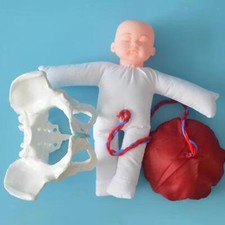 Female Pelvic Anatomy Model Life Size Human Female Pelvis Anatomy Model