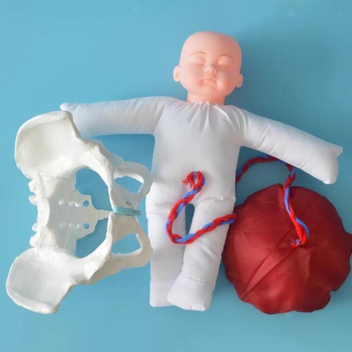 Female pelvic anatomy model - pelvic,