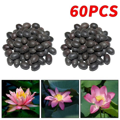 60x seeds lotus - 60x, mix