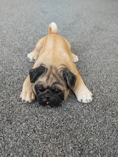 Pug puppy laying down - pug,