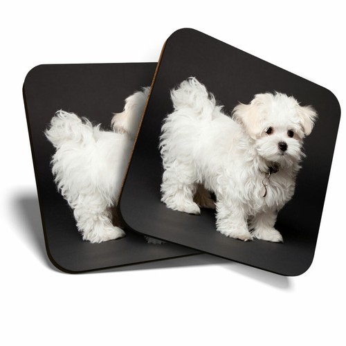 Coasters maltese puppy - maltese,