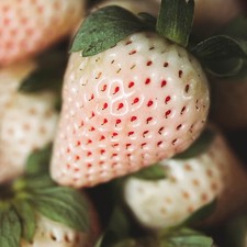 Strawberry 'Pineberry' runner