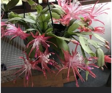 Christmas Thanksgiving Cactus
