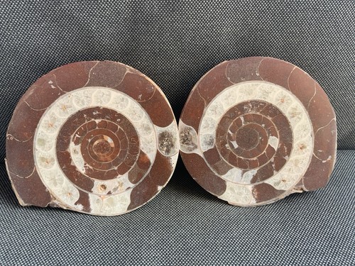 Pair cut polished goniatite - cut,