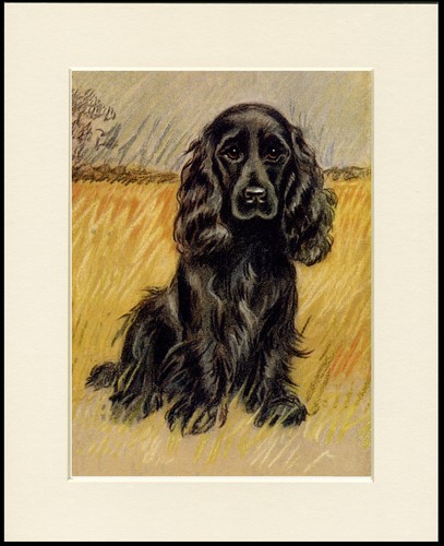 Cocker spaniel dog art print - spaniel,