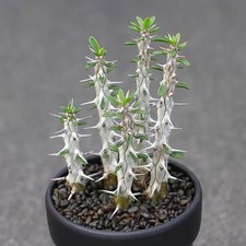 5PCS 10CM Succulent Cactus