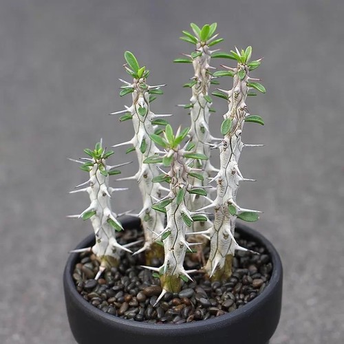 5pcs 10cm succulent - 10cm, cactus