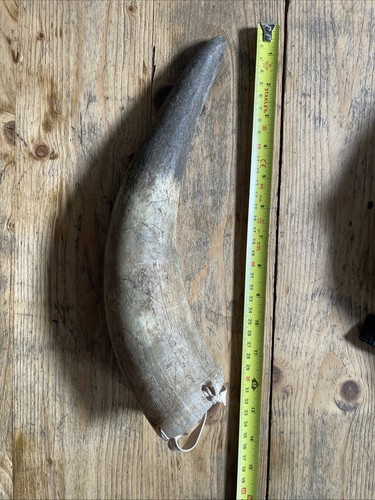 Primitive bull cow horn - bull, 02