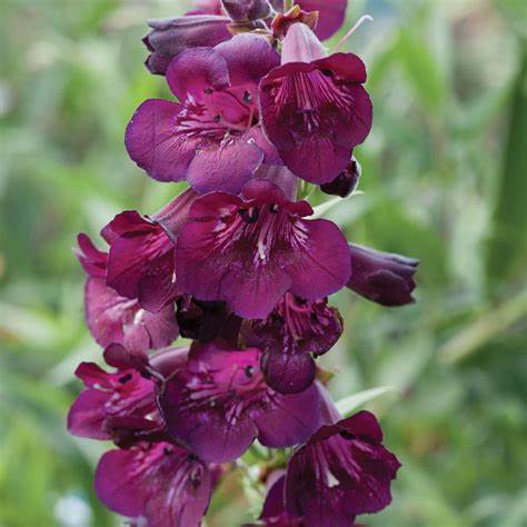Beardtongues penstemon - beardtongues,