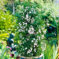 Jasminum Starry Starry Summer