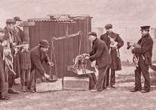 Whippet dog greeting - dog, card