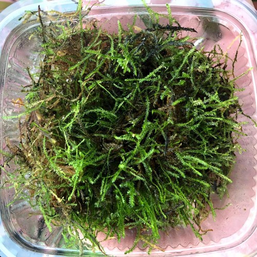 Java moss vesicularia - moss, (vesicularia