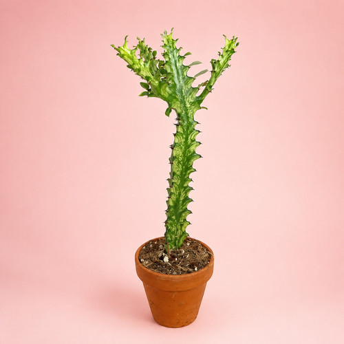 Variegated euphorbia - variegated,