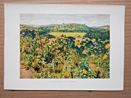 Landscape uganda - in,