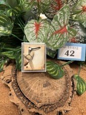 Genuine Fossil Sand Tiger