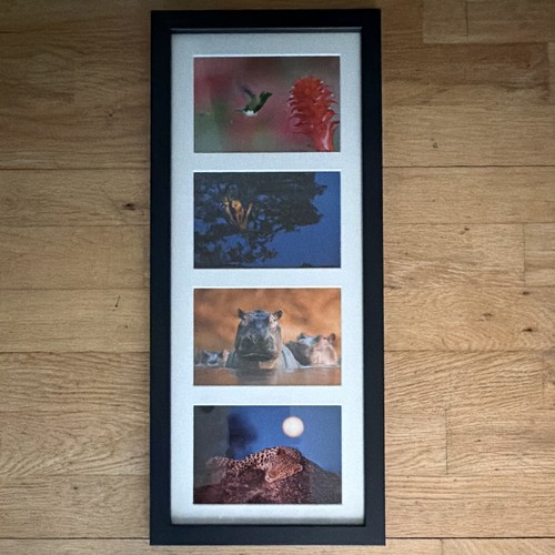 Animal wildlife postcards