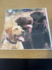 Rspca labrador dogs - labrador, greetings