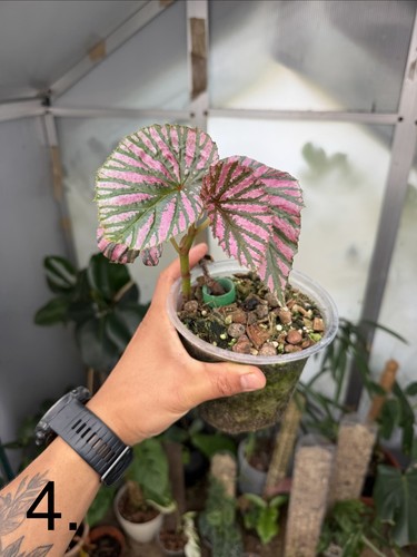 Begonia brevirimosa rooted - begonia,