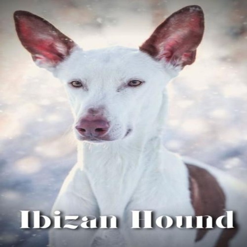 Ibizan hound dog breed - ibizan,