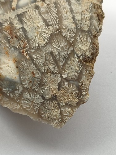 Tisbury starstone fossil coral - tisbury,