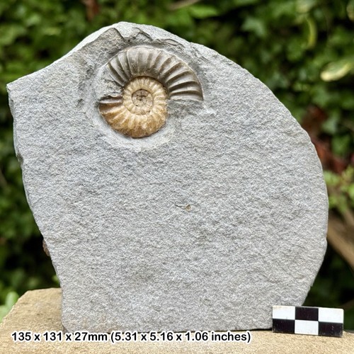 Asteroceras ammonite fossil - ammonite,