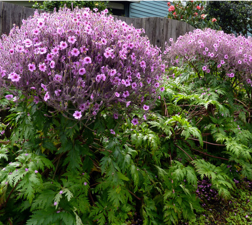 Geranium maderense 9cm pot - pot,
